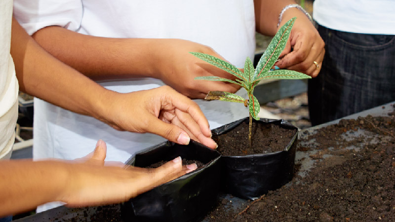 Cim Finance contribue à la sauvegarde des plantes endémiques et indigènes